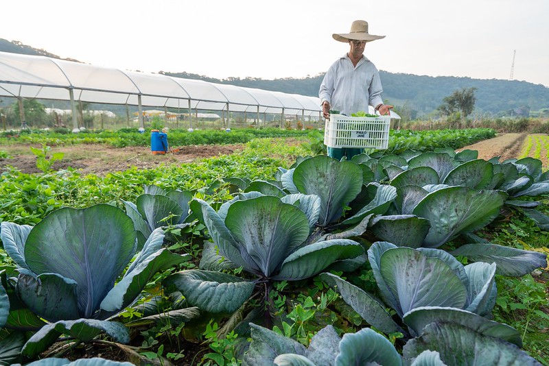 Agricultura.jpg