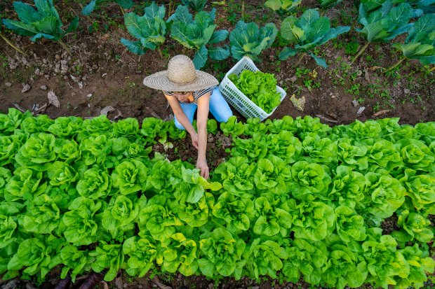 agricultura_20190729_1945468523.jpg
