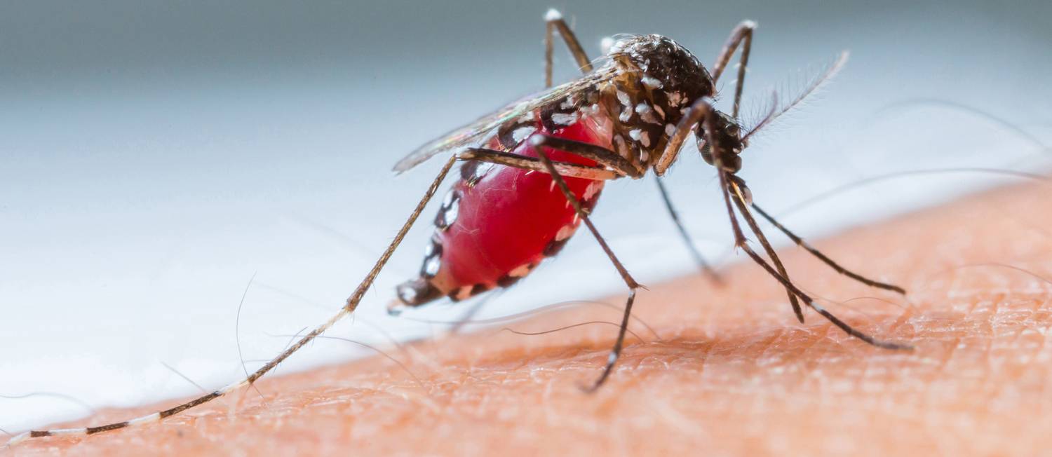 aedes