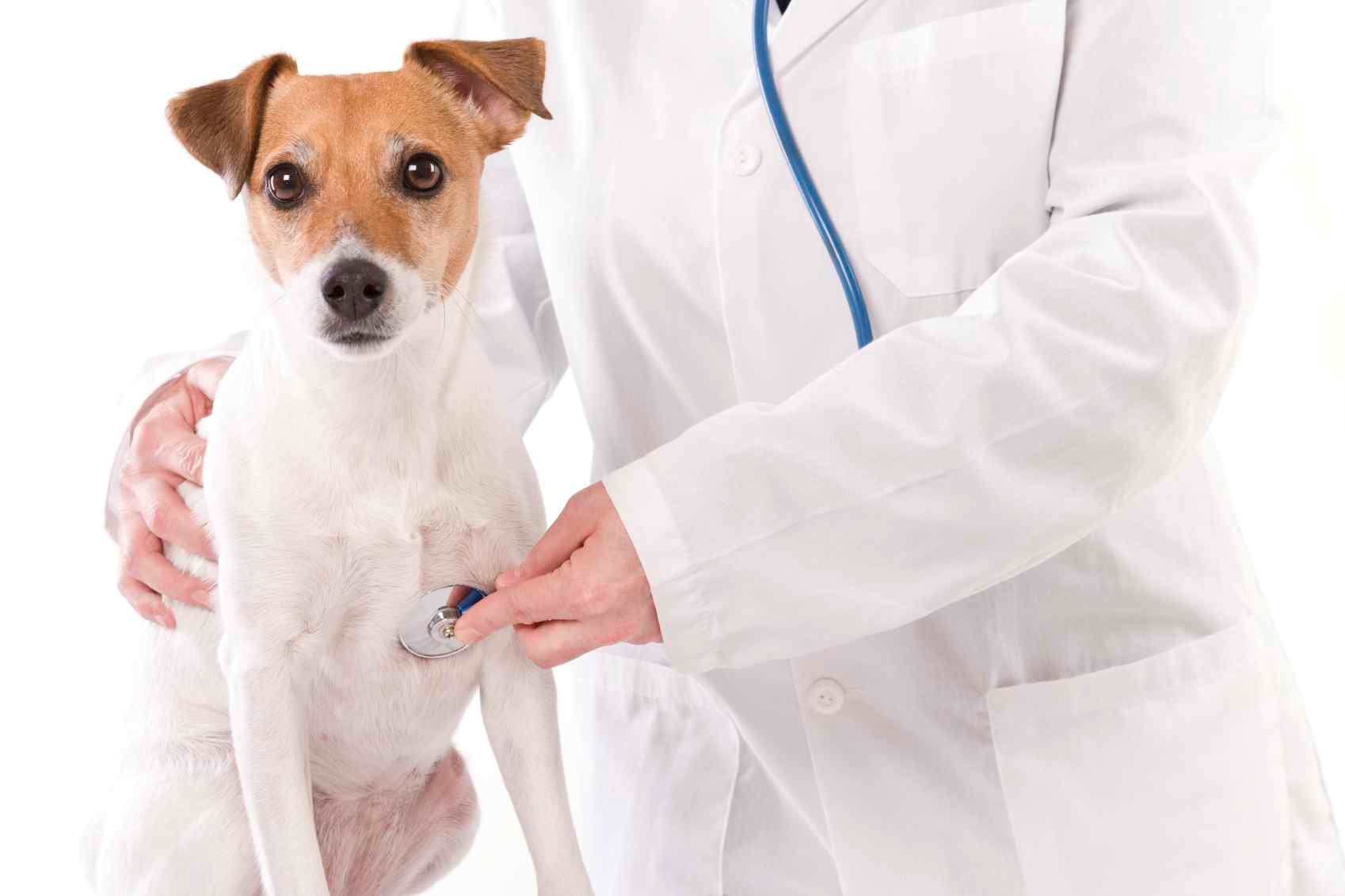 medico veterinario